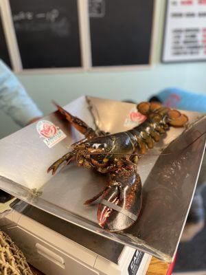 Trenton Bridge Lobster Pound