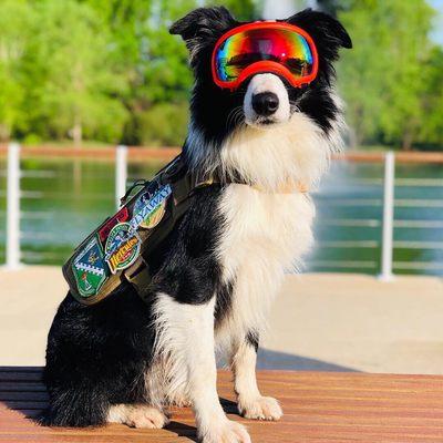 Crossroads Animal Emergency Clinic