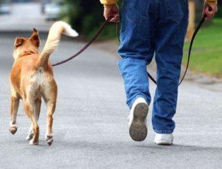 4 On The Floor Dog Training