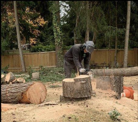 JMV Professional Tree Service