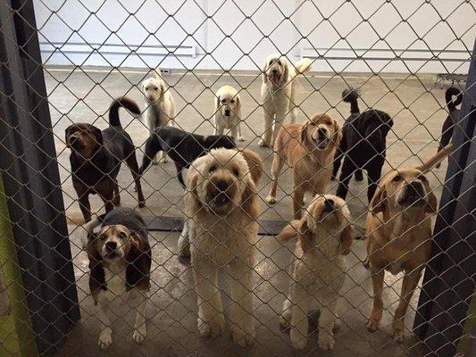 Bark Central Doggie Daycare and Boarding Resort