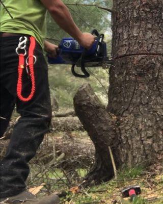 Somerset Stump & Tree Removers