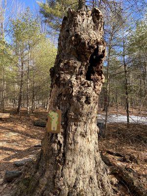 Woodland Valley Disc Golf
