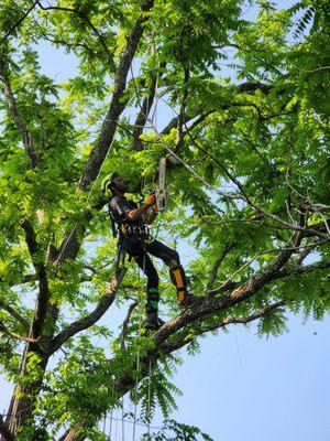 Trees Crossing Tree Service