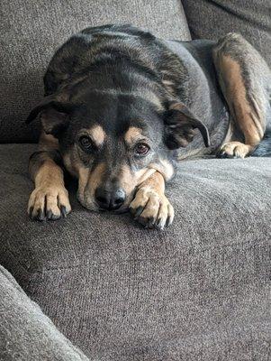 White Whiskers Aging Pet Care