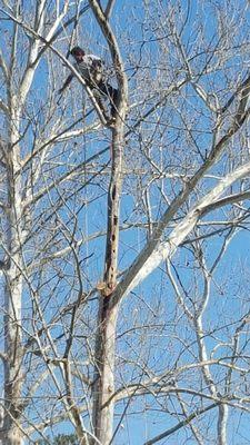 J And J Custom Tree Service