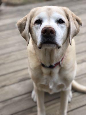 Meg's Loving Pet Care