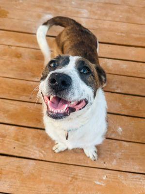 Critters Animal Services