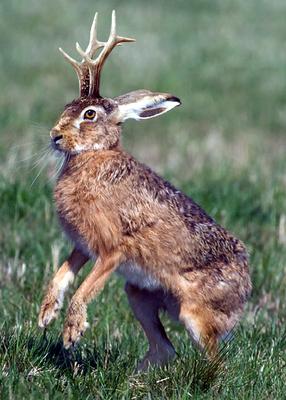 Wild Things & Company Taxidermy