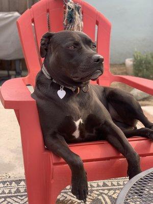 Pugs & Kisses Pet Care