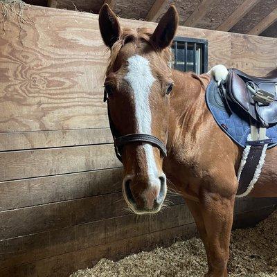 Epona Equine Eventing