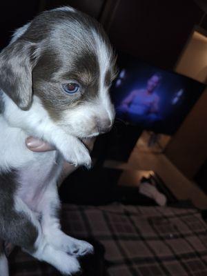 Blue-Eyed baby mini doxy this one's taken but there's another available 3 weeks old Saturday