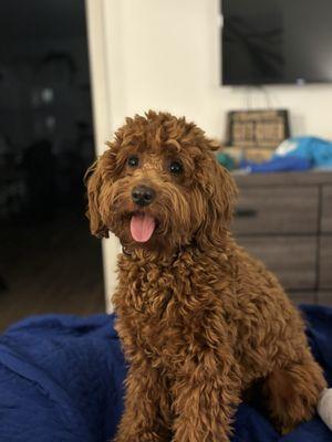 Four Paws