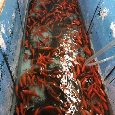 Goldfish , not to mention we also carry black salty's , Brooder minnows , Bass minnows , pink crappie minnows and silver crappie minnows .