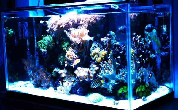 Little Oceans Aquarium Specialists