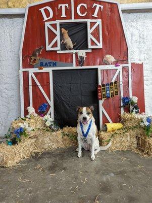 The Dog Training Club of Tampa