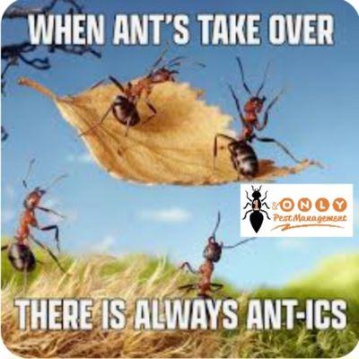 1 & Only Pest Management