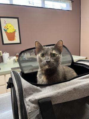 Associated Veterinary Services