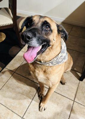 AA Whiskers Mobile Pet Grooming