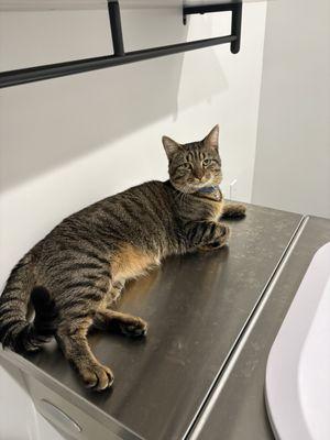 Hartford Veterinary Hospital