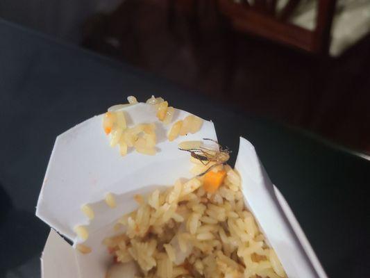 Mosquito on lip of pint