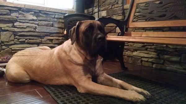 Brigette's Mutt Cutz