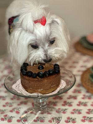 Khloe enjoying her dog kake