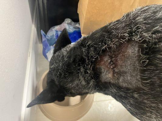 Happy Paws Pet Resort