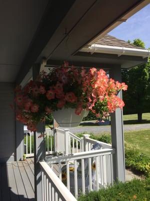 These are on 3rd bloom since I had them and are awesome. Customer service great and super friendly, no complaints. Reasonable priced.