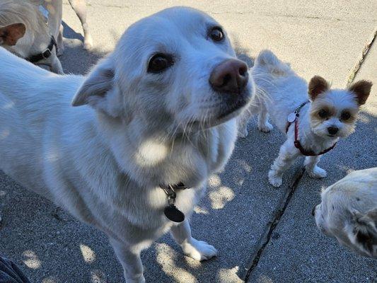 Perfect Pets SF Dog Walking & Cat Sitting Services