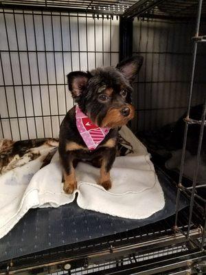 Lil Dee-Tails Pet Salon