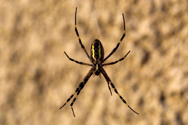 Nextgen Pest Solutions