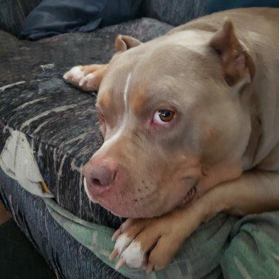 Haigh Veterinary Hospital Inc PS