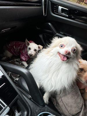 Peek-A-Boo Dog Grooming