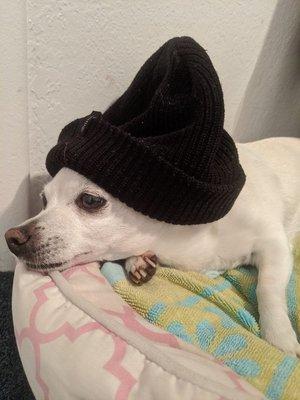 Coconut the surfing dog