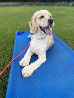 Hawaii Dog Training Academy