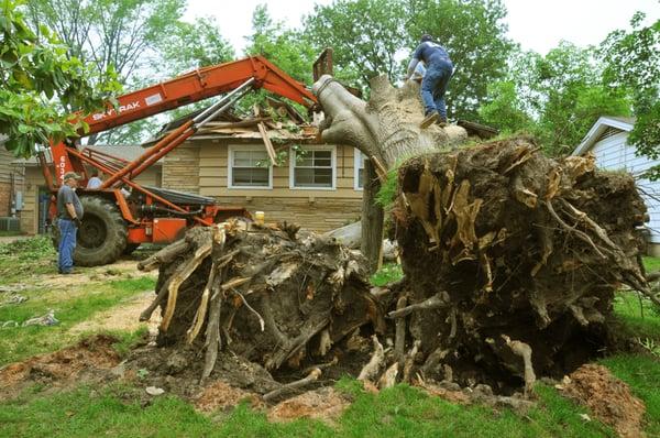 Tree Service of Long Island