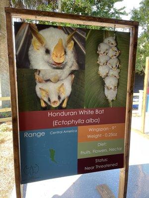 Lubee Bat Conservancy
