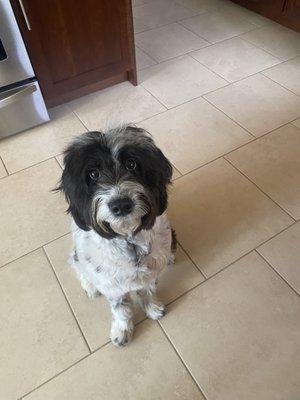 Ultimate Pet Grooming & Spa