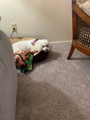 Valley Humane Society