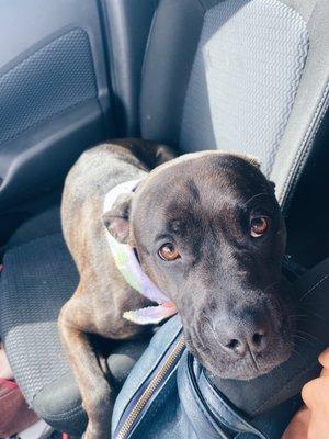 Stella after her bath