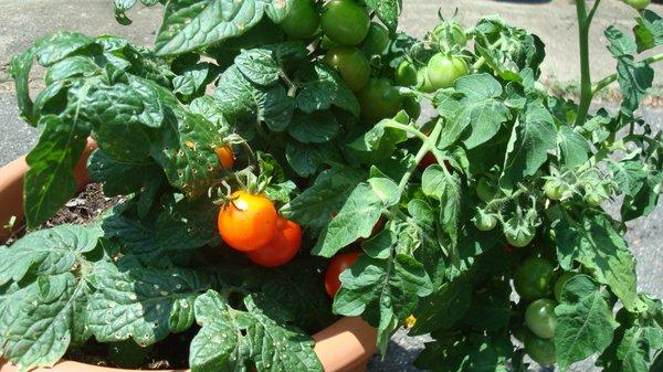 Johnny's Roadside Market Garden