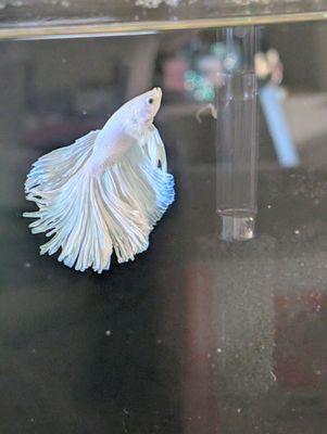 Marine World Tropical & Salt Water Fish