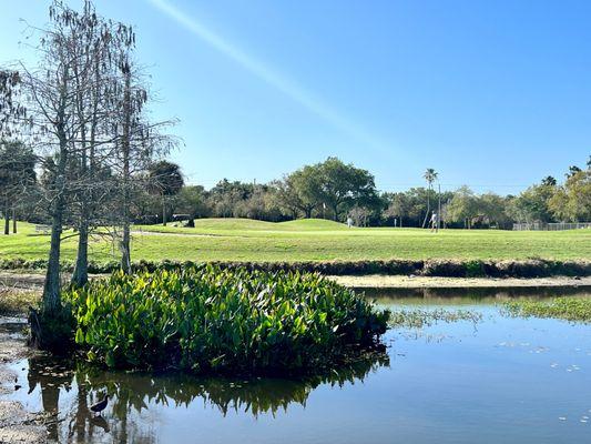 Cypress Links At Mangrove Bay