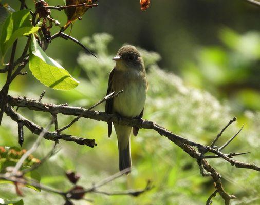 Sewickley Heights Borough Park