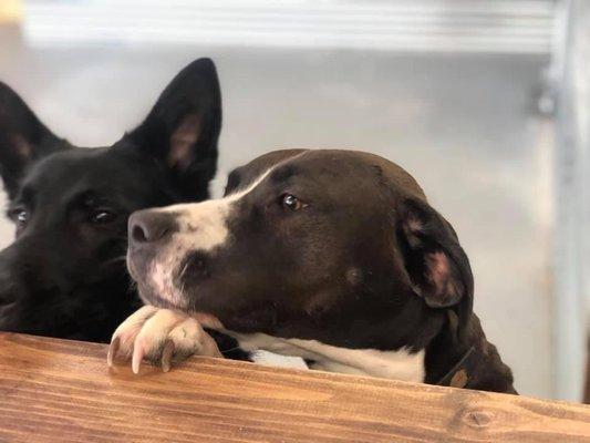 Peachy and another dog