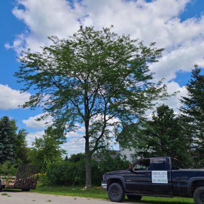 Careful Cuts Tree Service