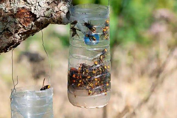 Bee N BB Removal Miami