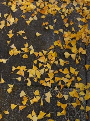 Richard E Hingel, DC, CMP