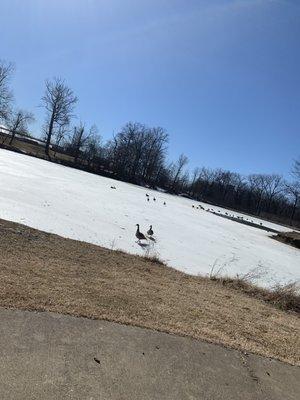 Garvin Park